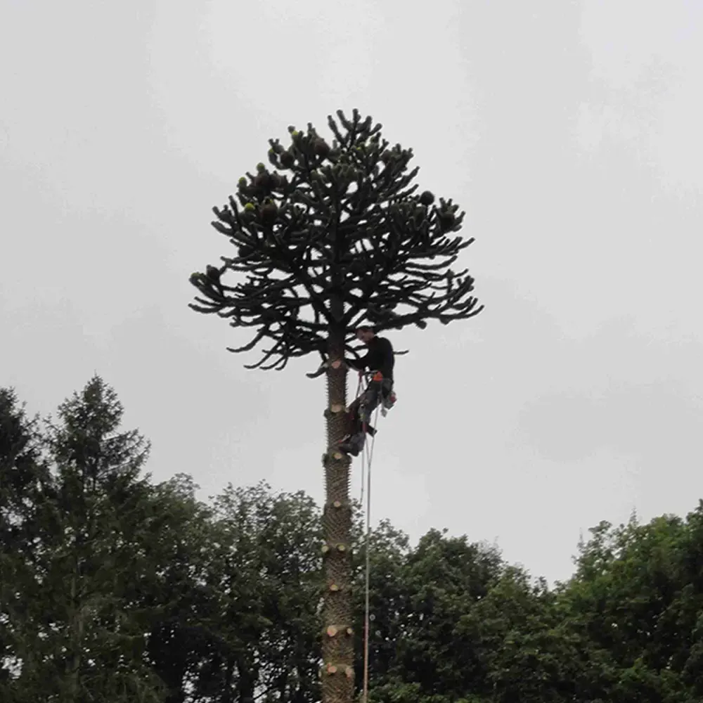 Photo de couverture de Jardin Ruyssen