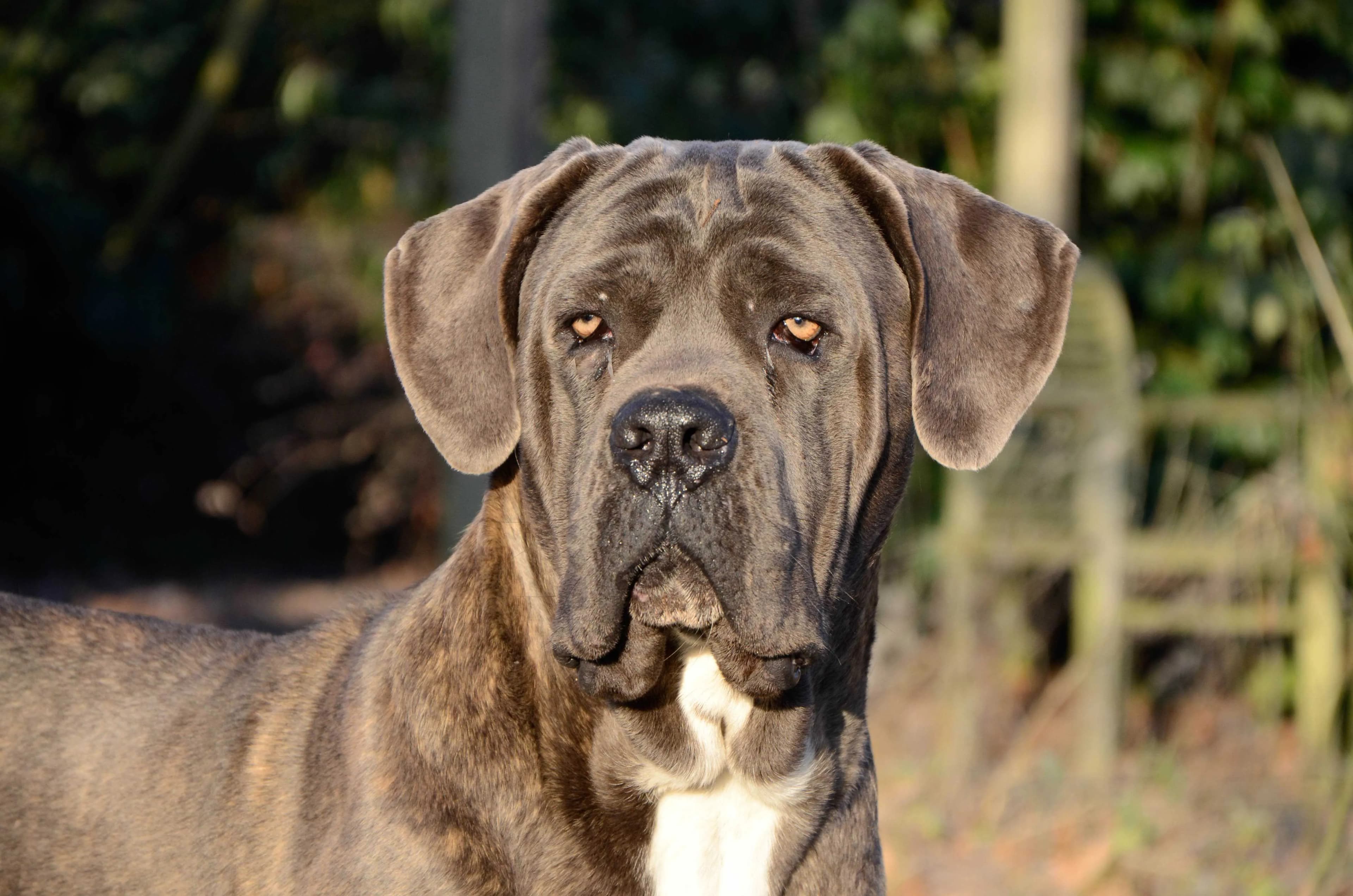 Photo de couverture de Harmony-Dog