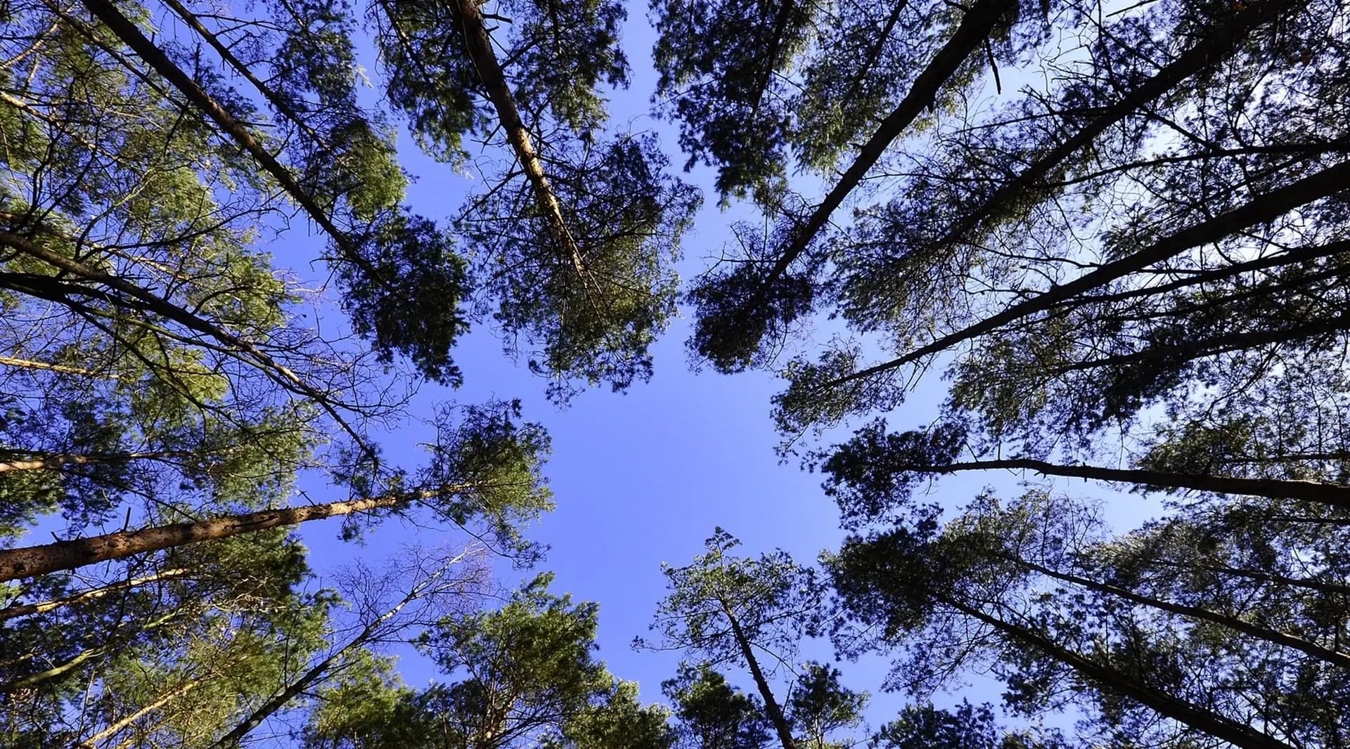 Photo de couverture de Au coeur du végétal