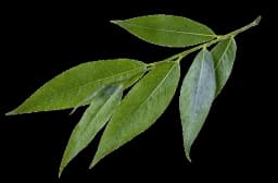 Logo Au pied du saule