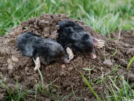 Photo de couverture de TALPA GARDEN