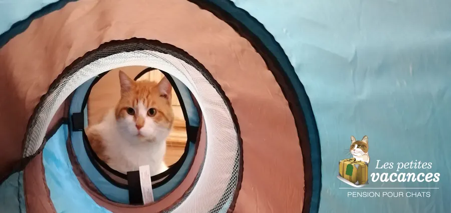 Photo de couverture de Les Petites Vacances