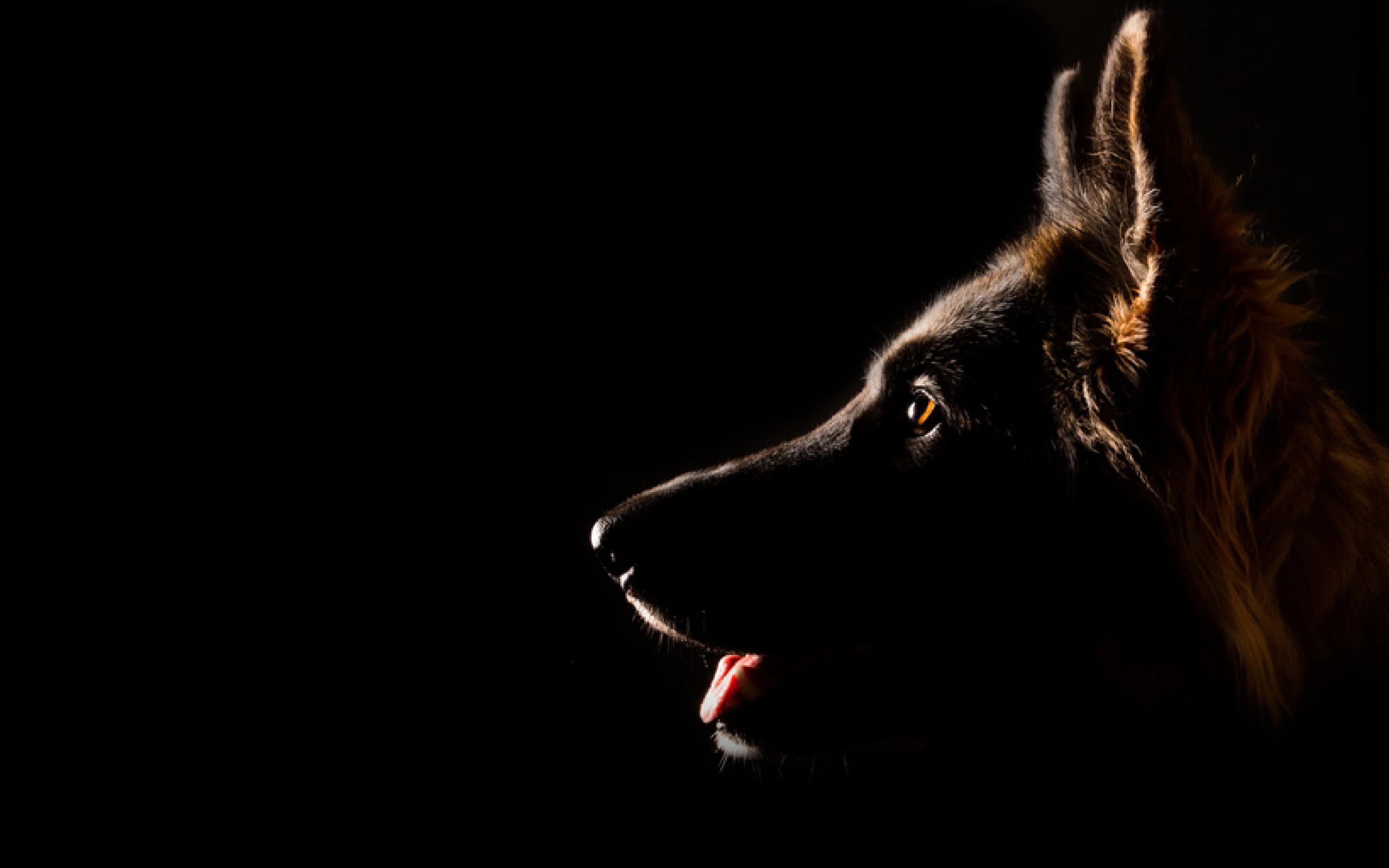 Photo de couverture de Psycho Dog