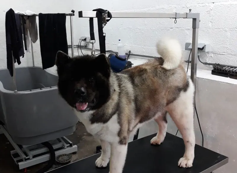 Photo de couverture de Good Boy & Lovely Girl