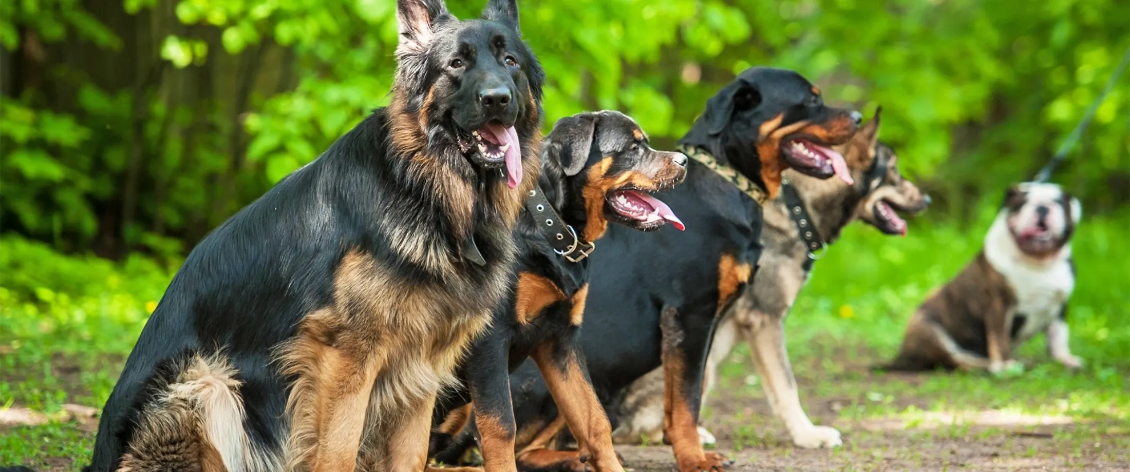 Photo de couverture de Pension pour chiens