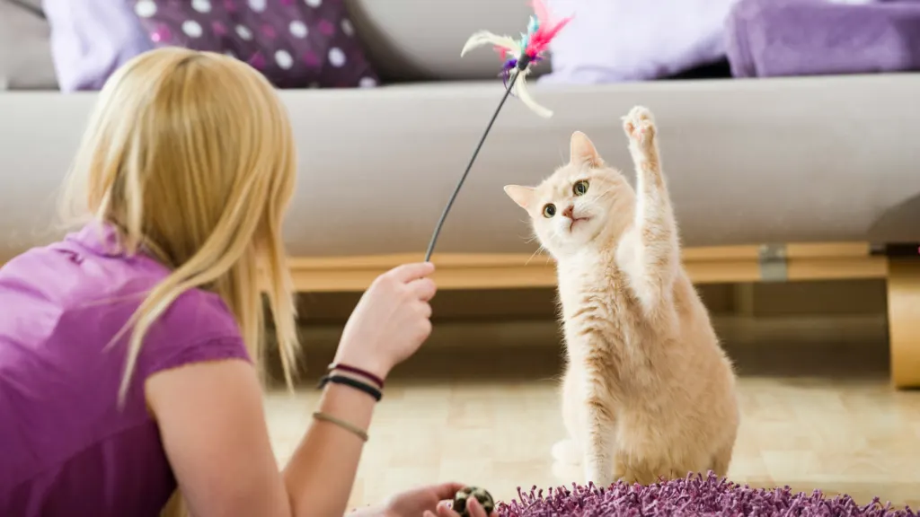 Photo de couverture de Cat's and Dog's Sitting