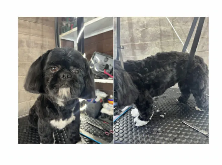 Photo de couverture de Des Poils en Or