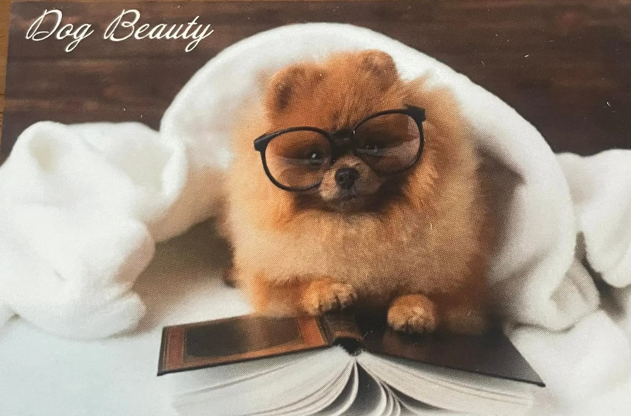 Photo de couverture de Dog Beauty