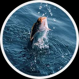 Photo de couverture de EXO7