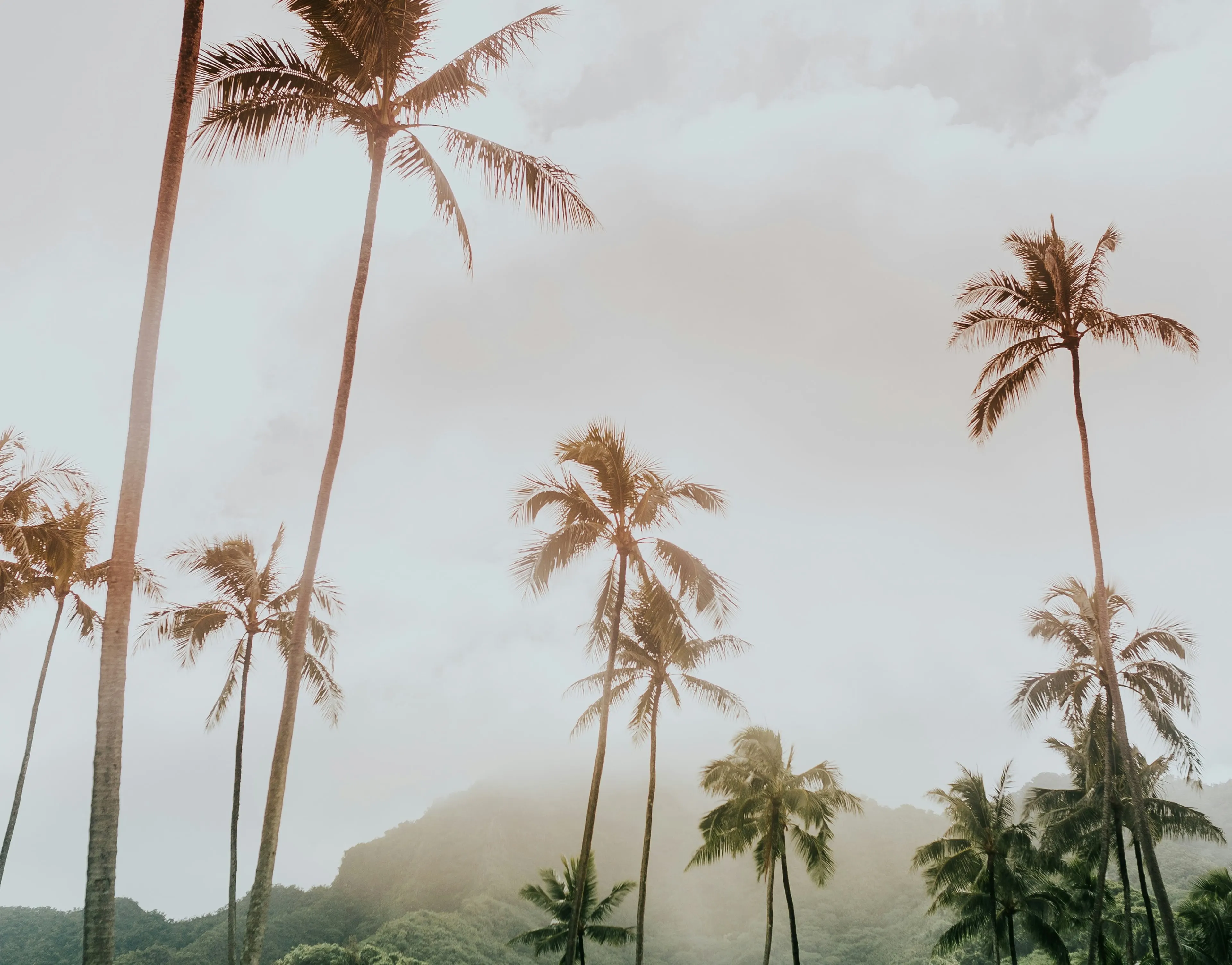 Photo de couverture de OANNA